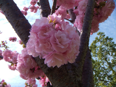 アップの八重桜