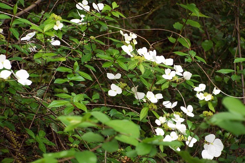 ヤマアジサイ（山紫陽花）