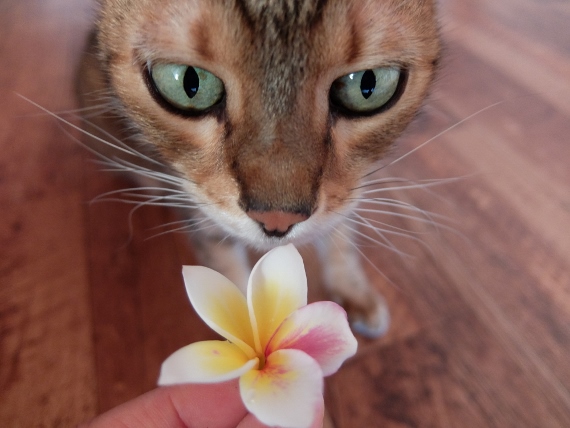 プルメリア 花 レモンサンセット 猫 ねこ