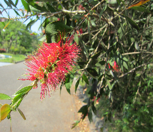 ブラシの花