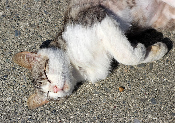 我が家のニャンコ♪2014/05/7-2