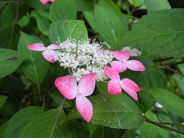 山紫陽花