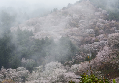 吉野13
