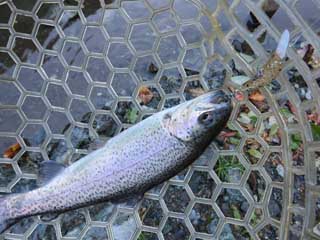 20141018_iwana_04.jpg