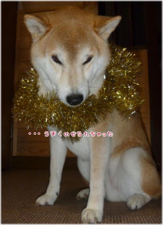金ぴか2.jpg
