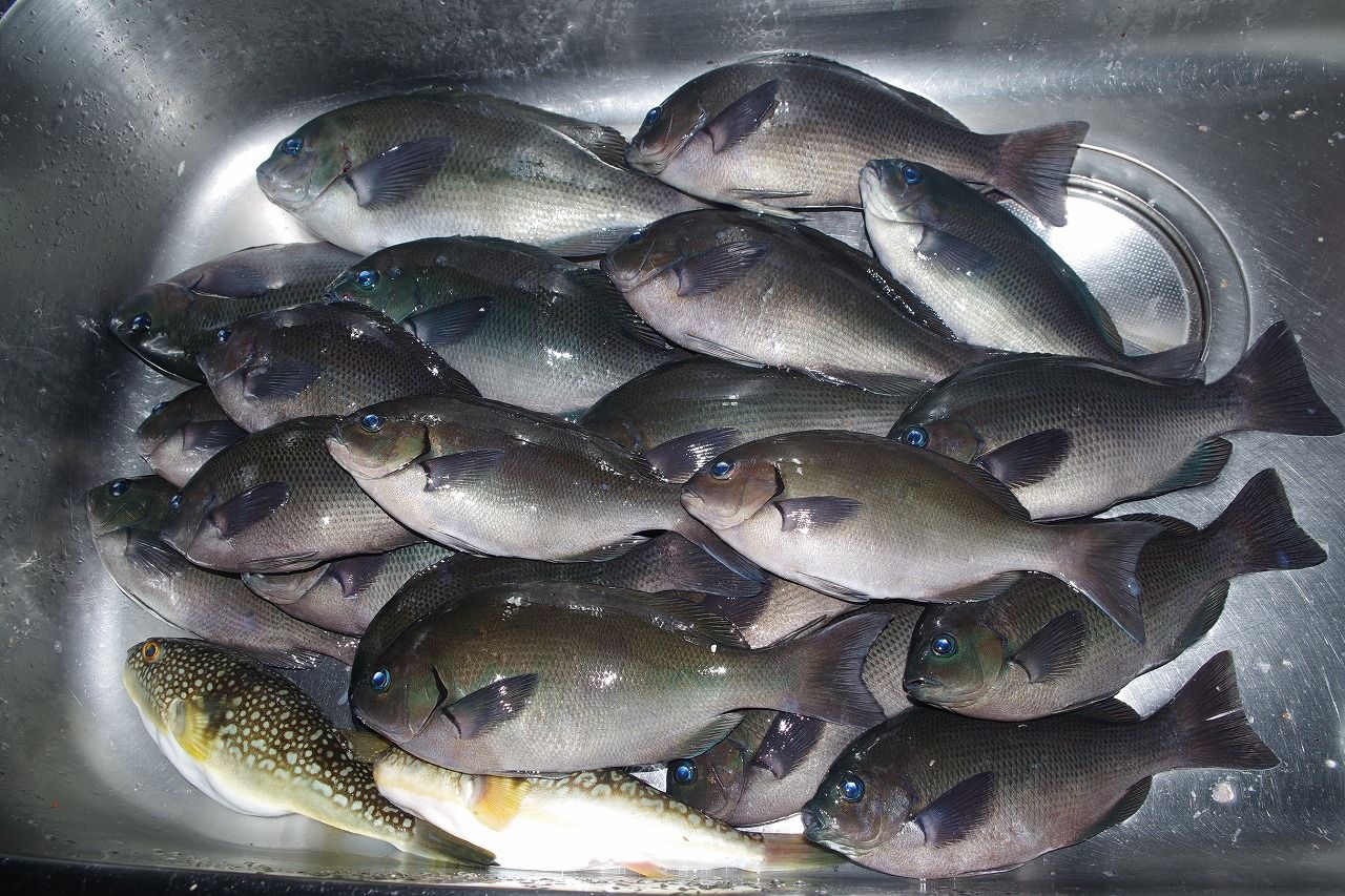 釣り師と釣り人のはざ間でコッパグレを釣る 雨釣の釣り日記 楽天ブログ