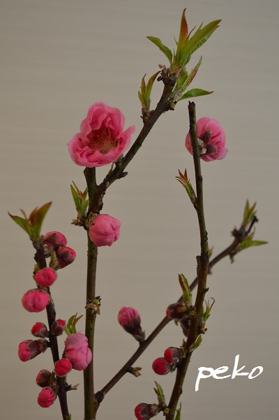 桃の花