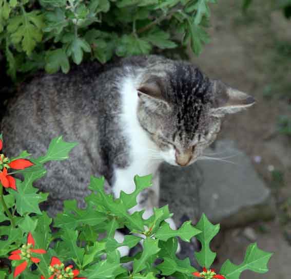 我が家のニャンコ♪2013/8/22-2