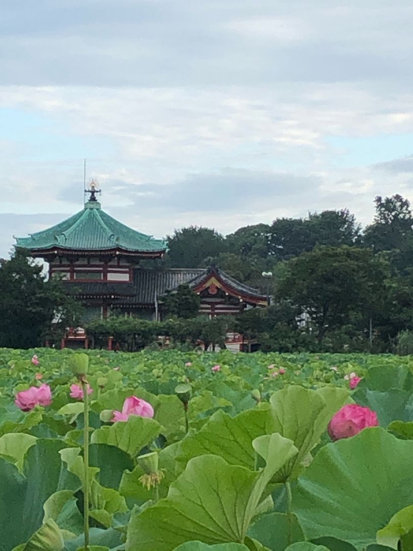 蓮の実オブジェ 好奇心bbaの勝手に呟く日記 楽天ブログ