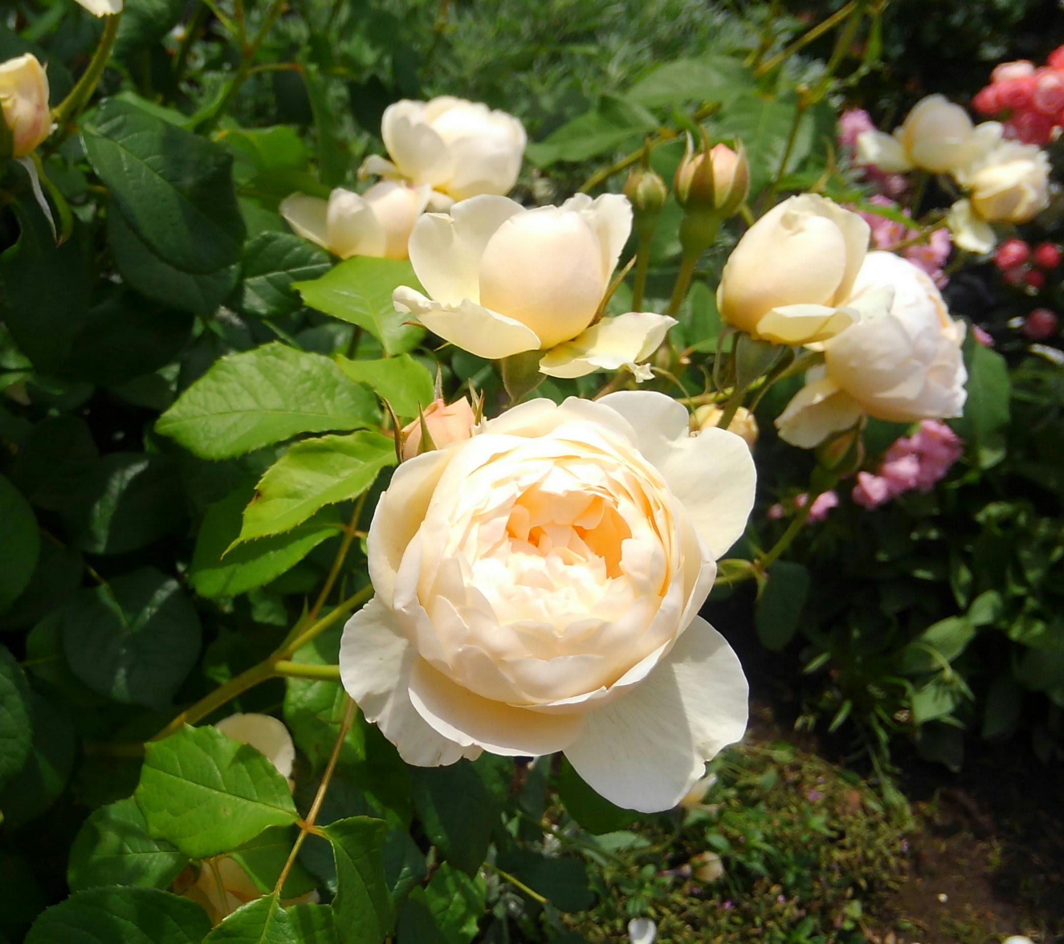 薔薇が満開です 山下公園 60ばーばの手習い帳 楽天ブログ