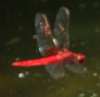 E7D_8427-2.jpg