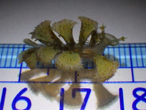 メリベウミウシ属の一種（Melibe sp.）1　串本採集　2017年6月
