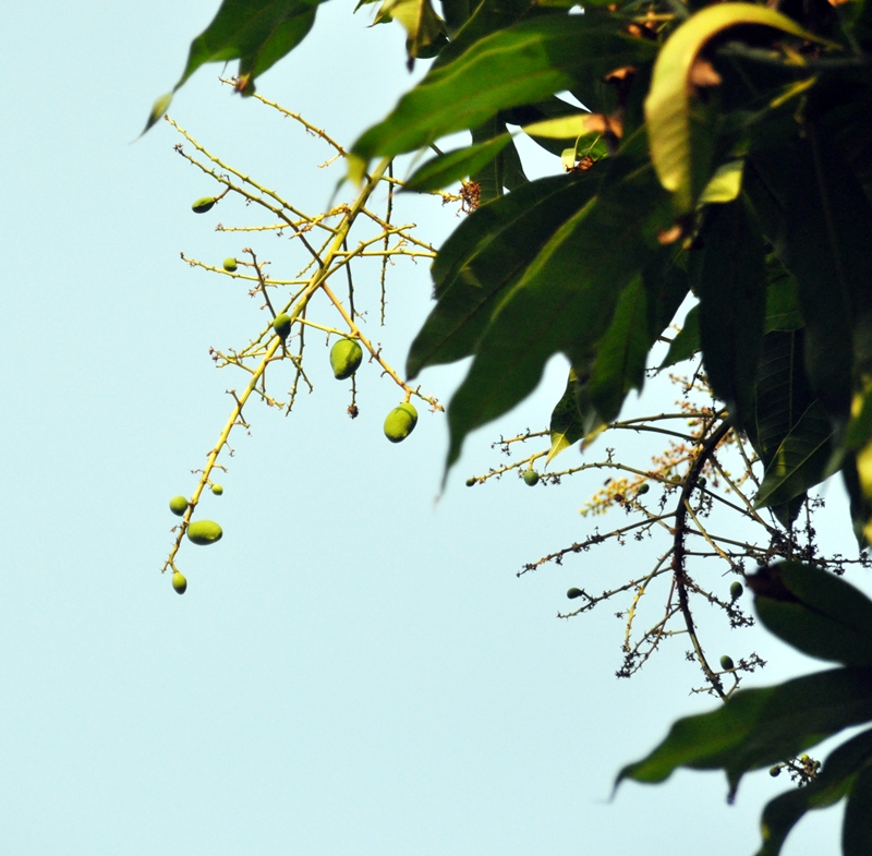 DSC_0067baby fruits of mangoe.JPG