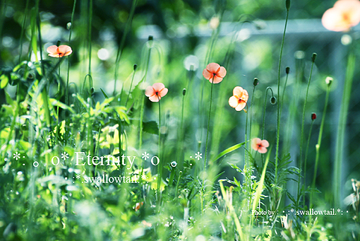 Photo by swallowtail　B.jpg