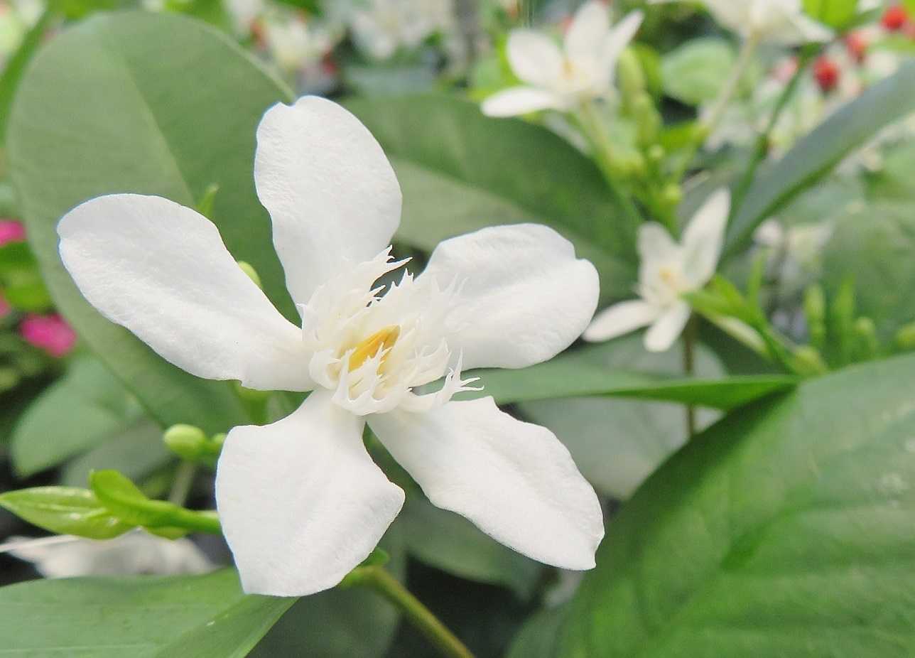 時間に余裕 花はセイロンライティア ヒメマツバボタン だい のひとりごと 楽天ブログ