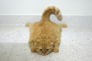 疲れたねこちゃん.jpg