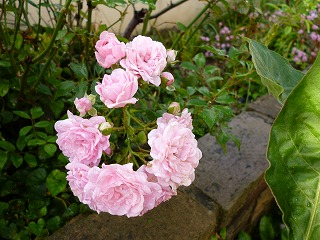 P1260346ss.jpg