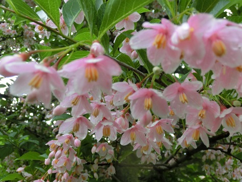 エゴの花