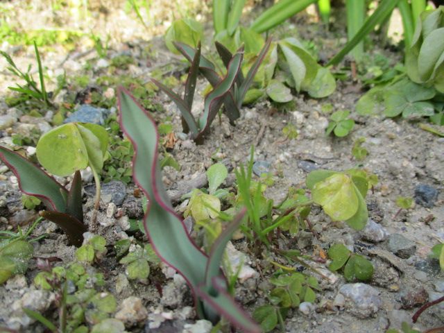 原種チューリップが発芽しました 園芸備忘録 楽天ブログ