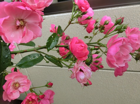 薔薇アンジェラ