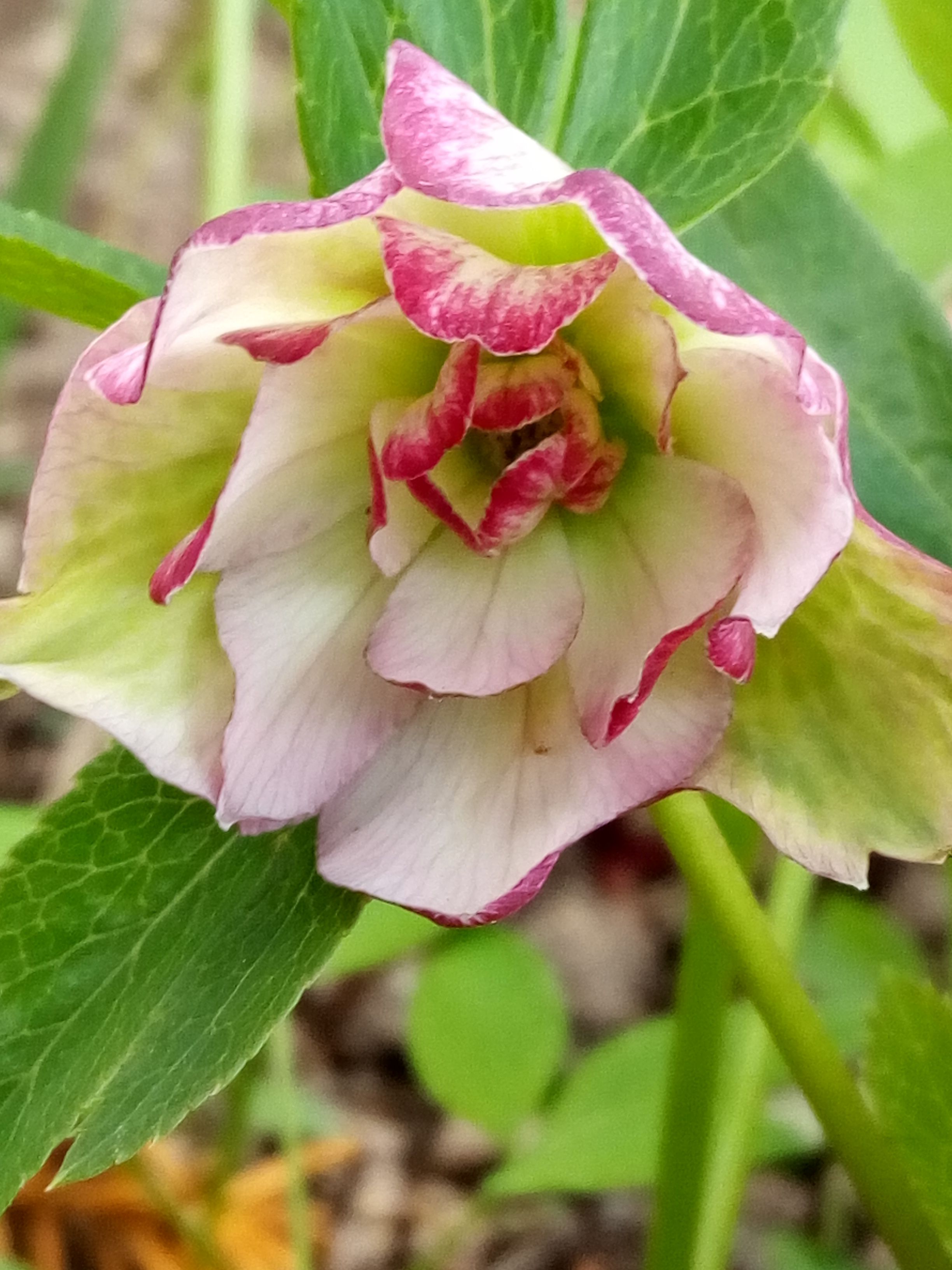 変わってるクリロのお顔 昨日の シレネカロリニア 花に癒されて 楽天ブログ