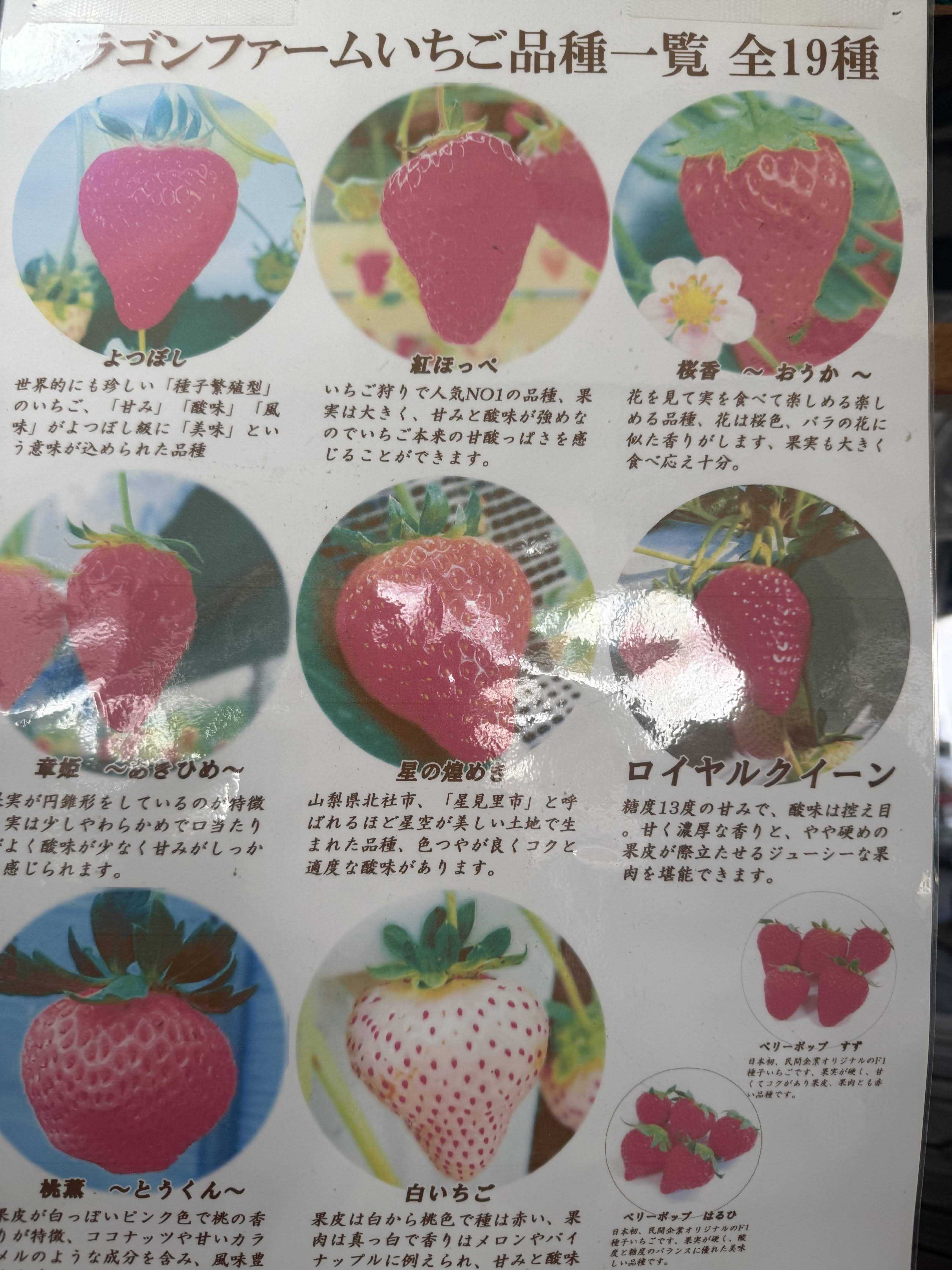 千葉市　ドラゴンファーム　子供といちご狩り　品種一覧