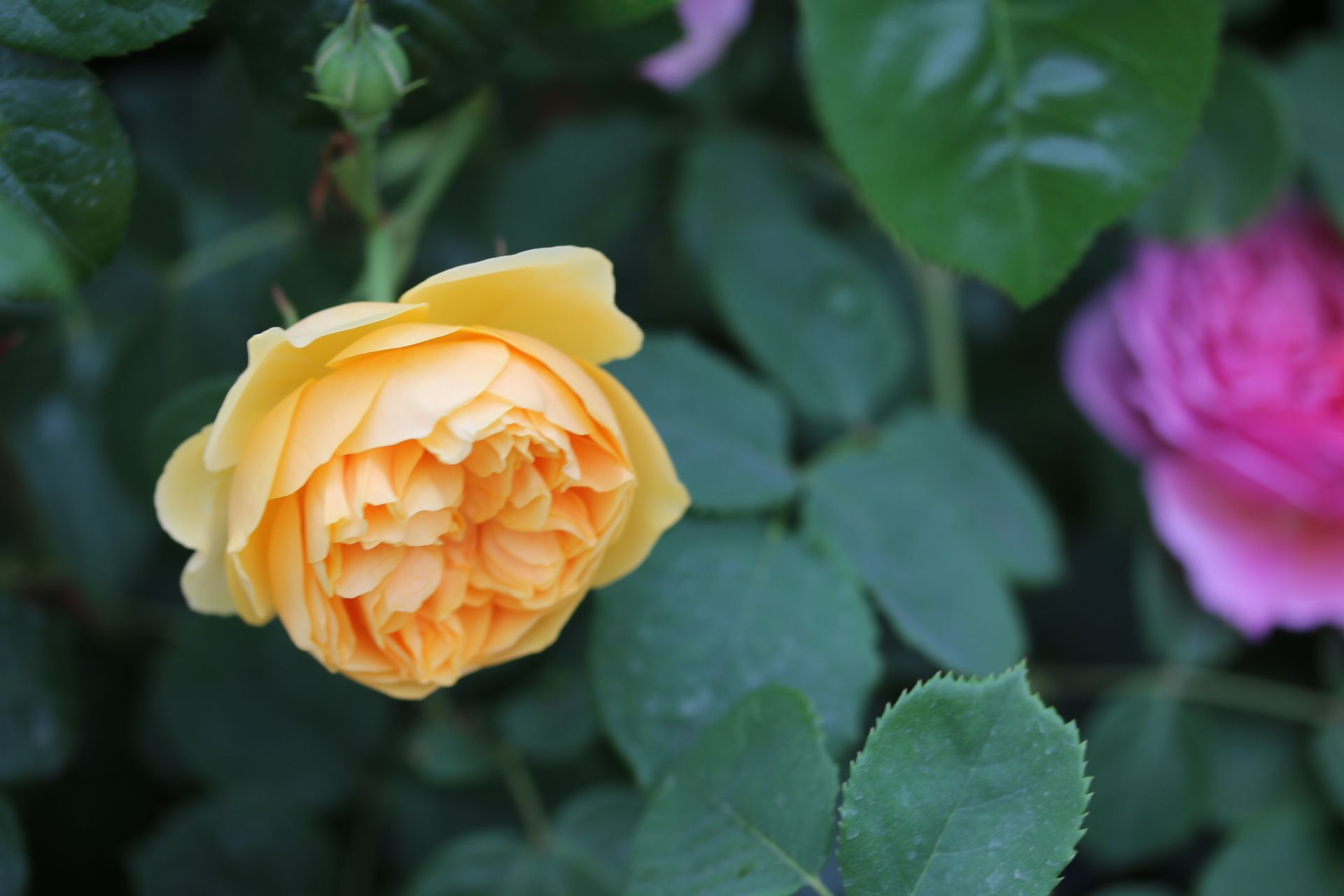 きれいなイングリッシュローズ ｸﾗｳﾝﾌﾟﾘﾝｾｽ ﾏﾙｶﾞﾘｰﾀ プリンセスアレキサンドラオブケント Searching My Garden 楽天ブログ