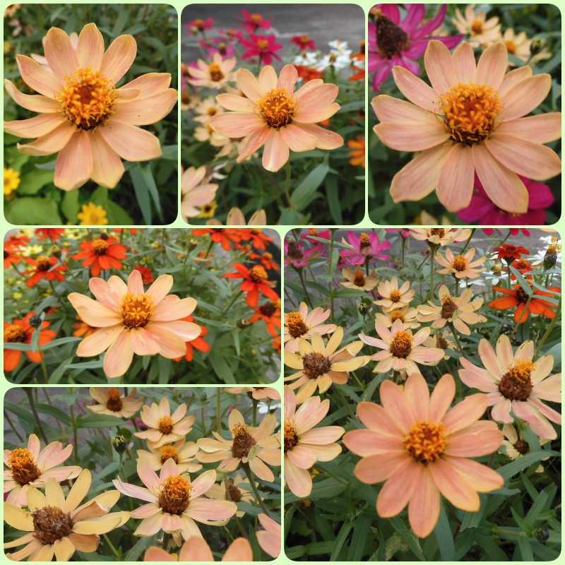 花色が綺麗なジニアのお花～夕陽が綺麗!!! おもいついた時に 楽天ブログ