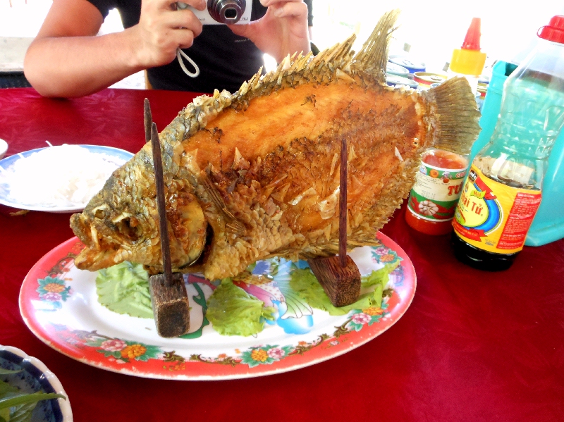 elephant fish