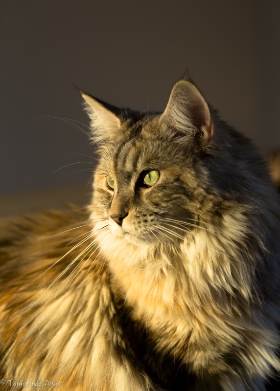 Gabriel Maine Coon Tamarindo gabriel-maine-coon-tamarindo