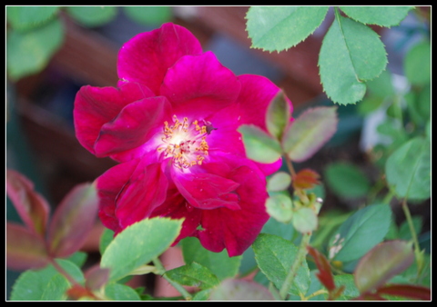 DSC_0005.JPG