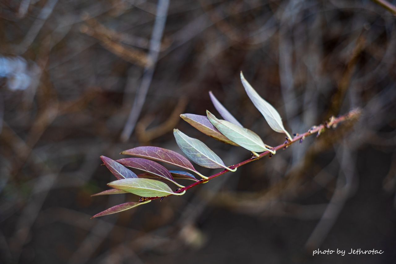 【虹色ゴースト】動作◎ SMC Takumar 55mm F1.8 802 虹のサークル・ゴースト：Super-Takumar | ♡ With My Cobby