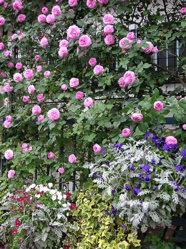 14年春 ルイーズオディエ バラ香るエクステリアプランナーのお庭 楽天ブログ