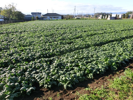 チヂミホウレンソウ畑