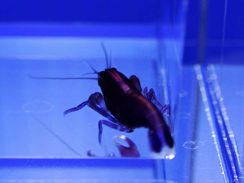 ちょっとだけオシャレなエビ 海水魚が好き! 楽天ブログ