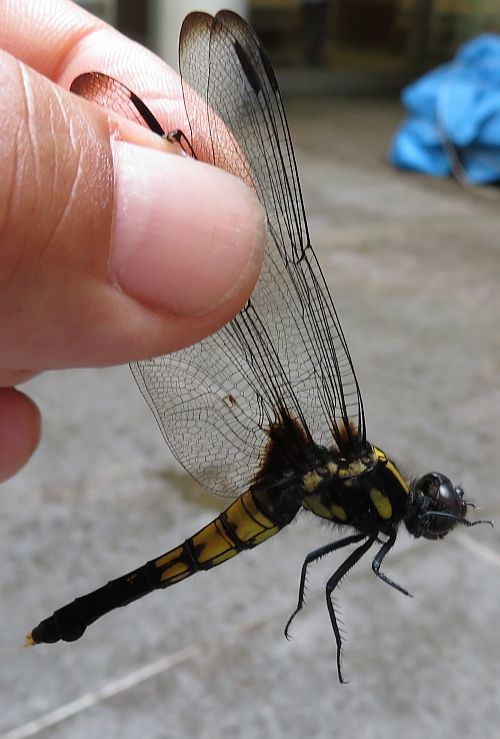 強制退去のオオシオカラトンボ メス 二代目館長日記 楽天ブログ