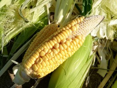 トウモロコシ 牛乳パックと発泡スチロールで家庭菜園してみたら結構難しくて何回も失敗したけど結果から少しずつ学んでいくブログ 楽天ブログ