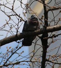 IMG_3304-23hato.jpg
