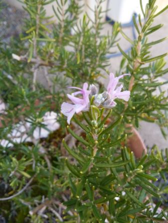 IMG_20161116_144429.jpg