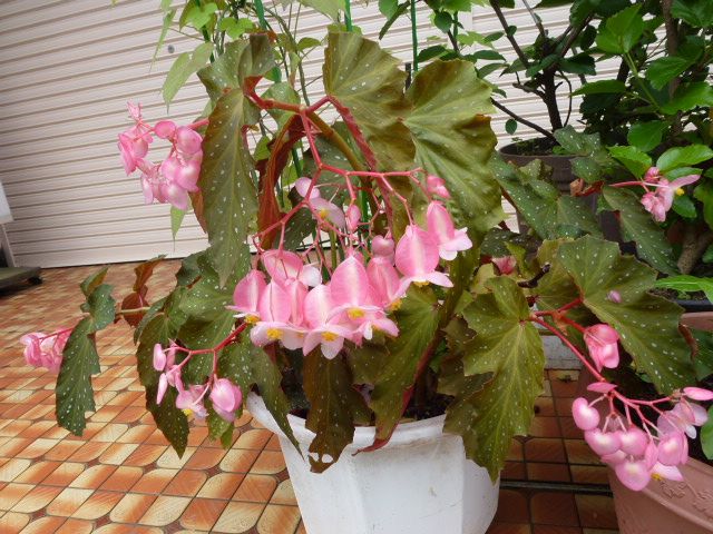 木立ベゴニア ピンクと赤 エキナセア 写真あり 私の好きな花 楽天ブログ