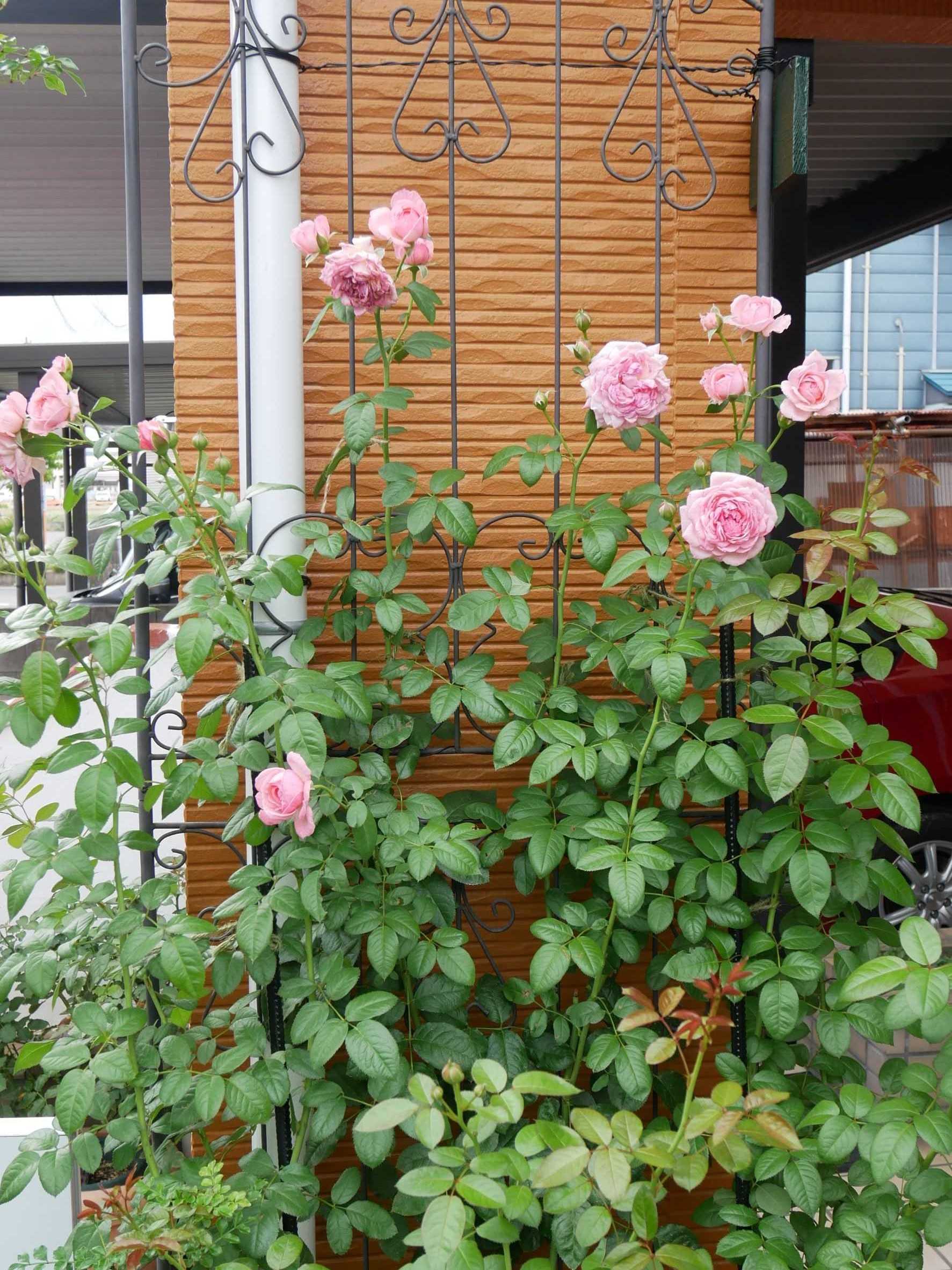 雨の合間に消毒を バラ色のミニガーデン 楽天ブログ