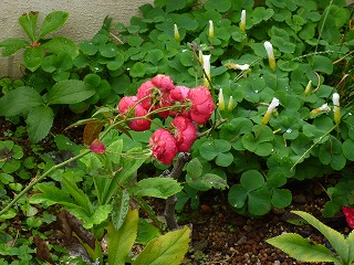P1260434ss.jpg