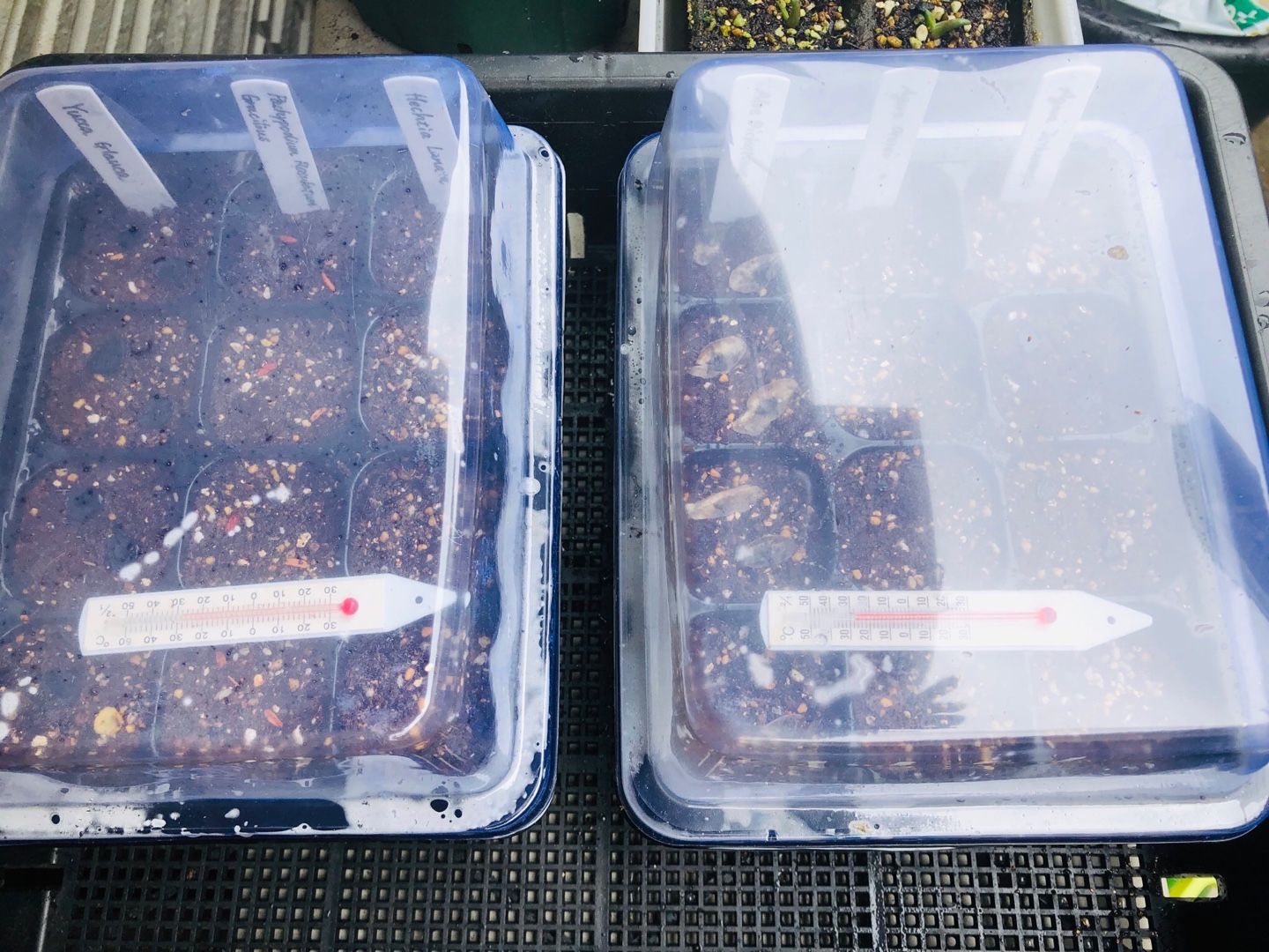 主にパキポディウムグラキリスの実生はじめます システムエンジニアの実になる生活 楽天ブログ