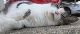 IMG_0037ss.jpg