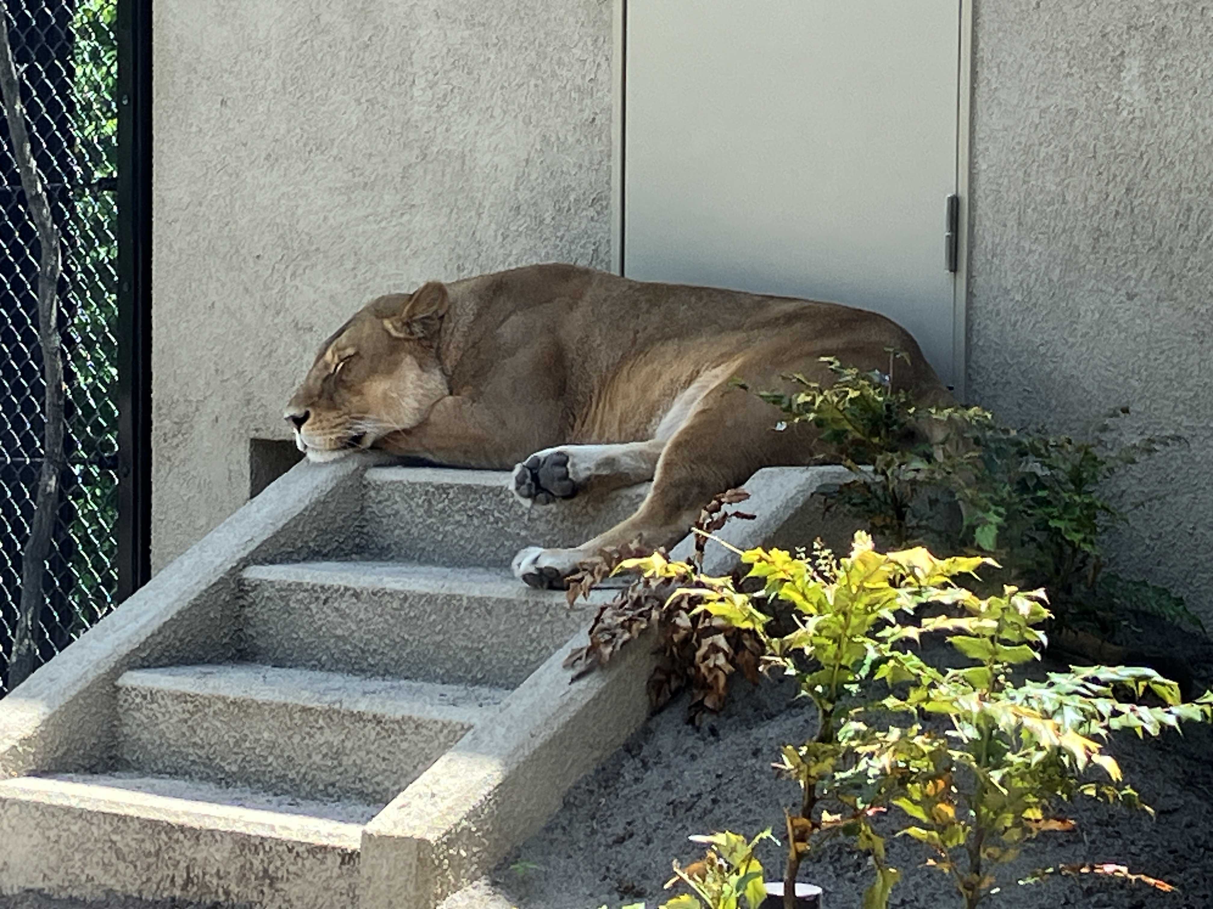 新ライオン舎のライオン達 | 今日は誰と会えるかな だいたい東山動