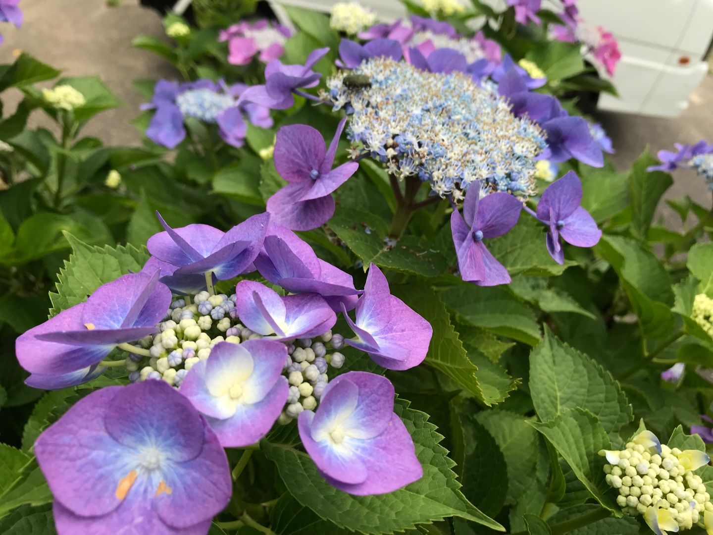 紫陽花 のん木ぶろぐ 楽天ブログ