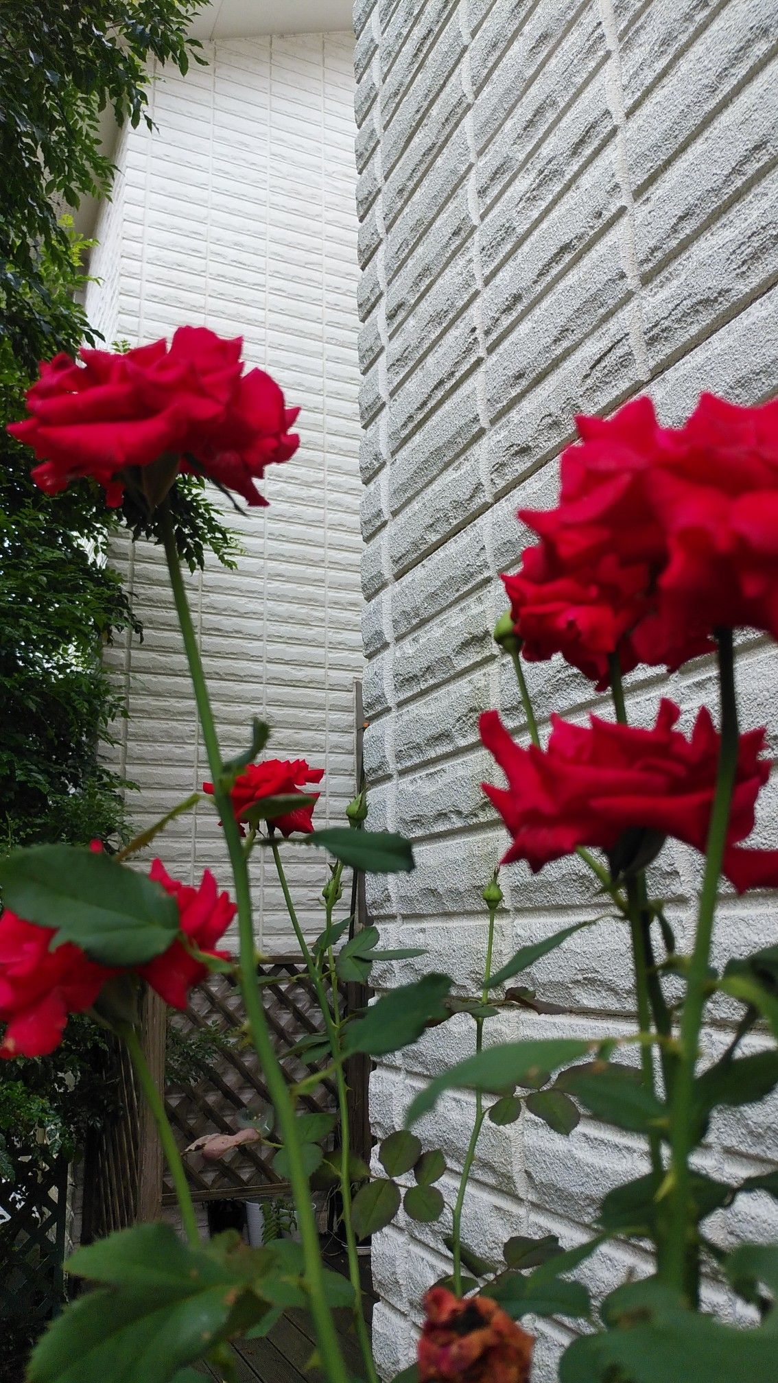 同じじゃないの ふくママの庭日記 楽天ブログ