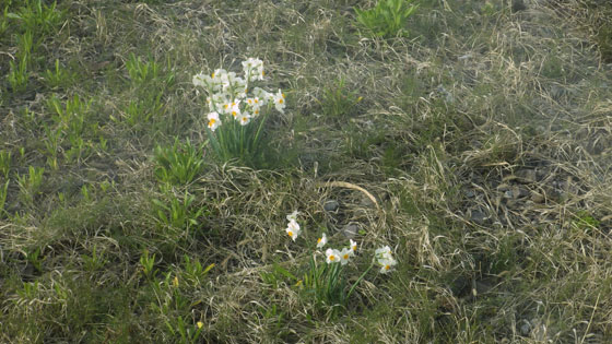国府津駅の水仙.jpg