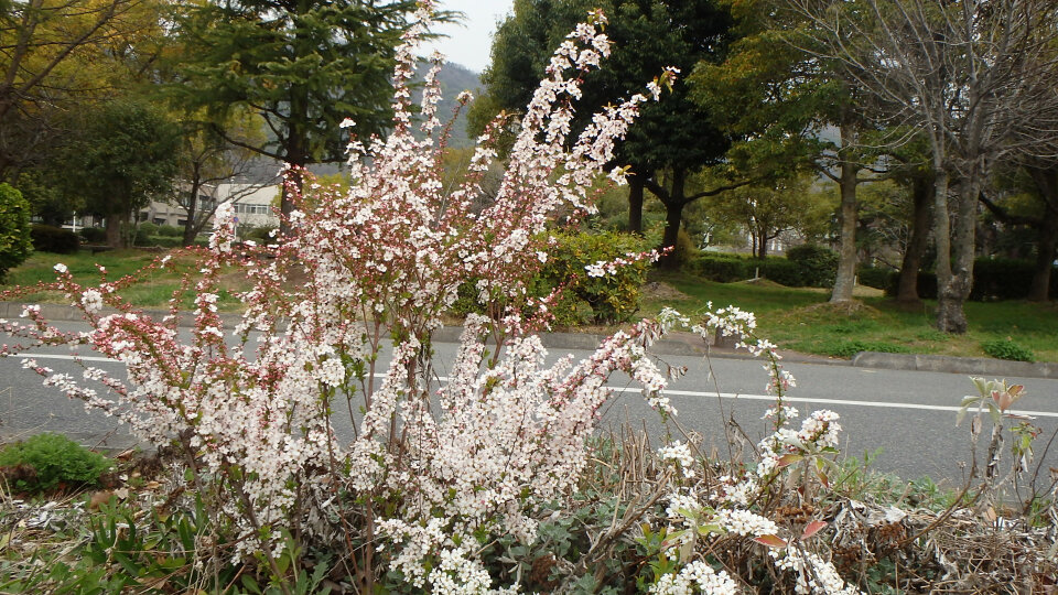 140329ユキヤナギd.jpg