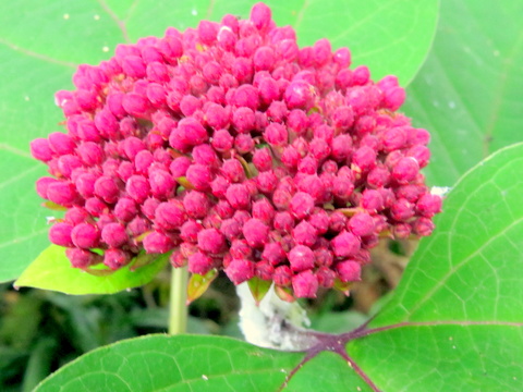 ボタンクサギ・蕾の時代